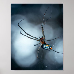 Poster Pés-Aranha   Aranha Bela Com Webs