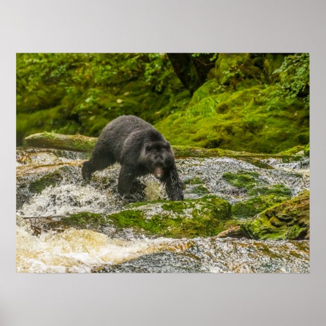 Poster Pesca com Urso Negro | Qua Creek British Columbia (Frente)