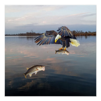 Póster Pesca De Bass De Águia Balda