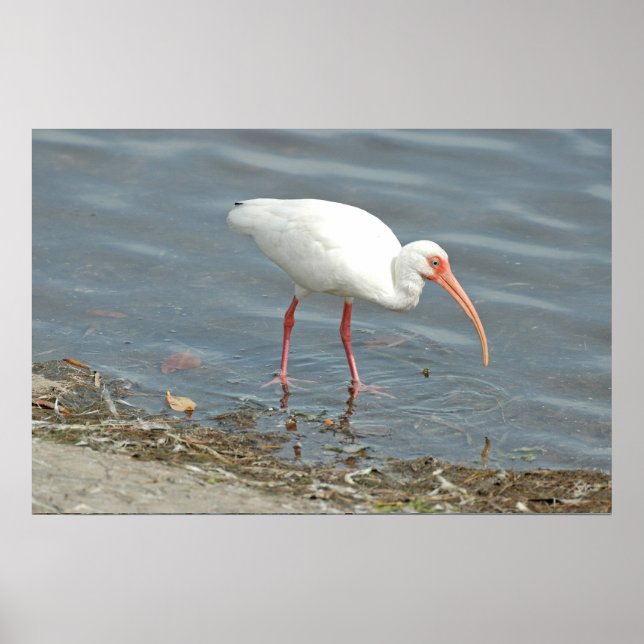 Póster Pesca De Bordo Branco (Eudocimus albus) (Frente)