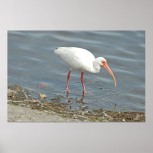 Póster Pesca de Pés Brancas (Eudocimus albus)