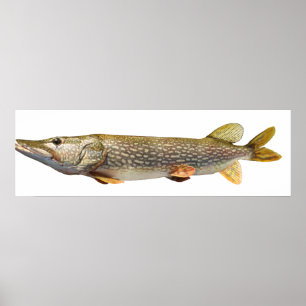 Poster Pesca de Pike Muski