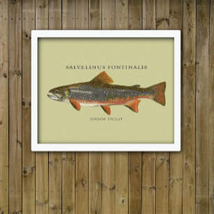 Póster Pesca De Truta Brook