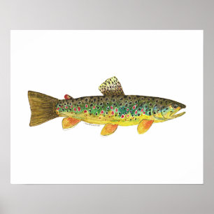 Poster Pesca de truta marrom