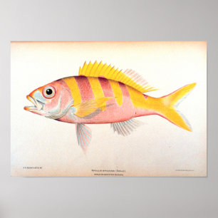 Póster Pesca histórica