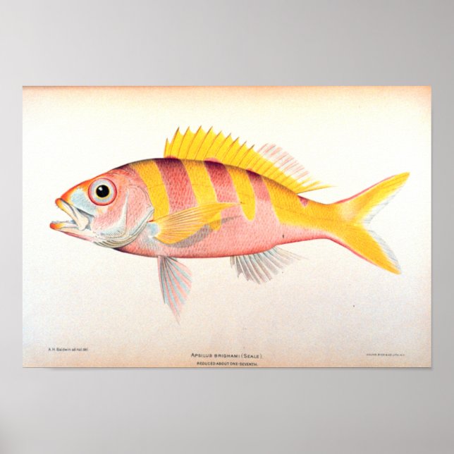 Póster Pesca histórica (Frente)