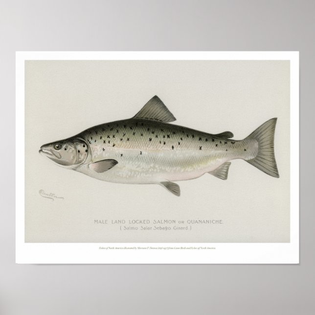 Póster Pesca Vintage - Salmão Bloqueado Terrestre (Frente)