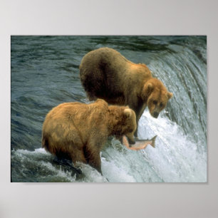 Póster Pescando os ursos 1