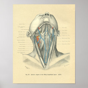 Póster Pescoço anterior anatômico de Frohse do vintage