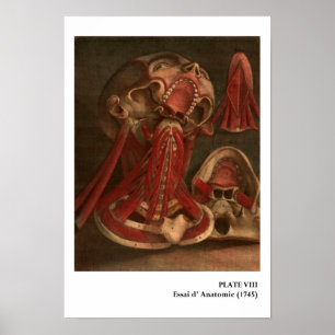 Póster Pescoço e cara da anatomia   do vintage