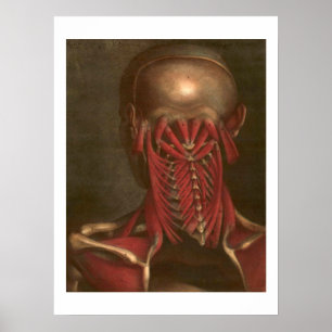 Poster Pescoço e ombros da anatomia do vintage