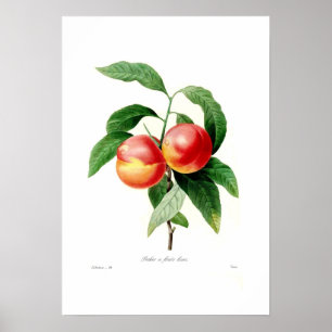 Póster Pêssego