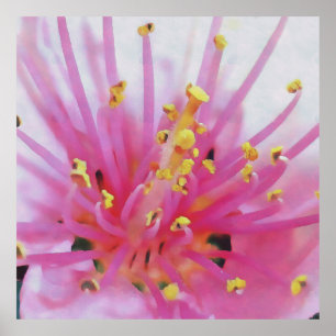 Poster Pêssego Cor-de-rosa com macros Abstrato