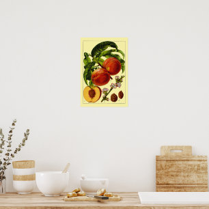 Poster Pêssegos Vintage 1796 Arte Botânica