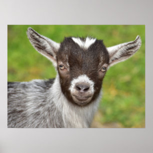 Poster Pet Goat Kid