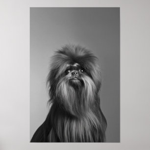 Poster Pet Grooming Salon Boutique Affenpinscher Retrato