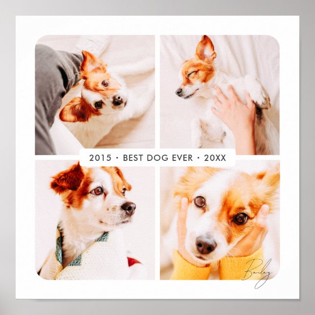 Poster Pet Memorial Best Dog Alguma Vez Moderna Colagem d (Frente)