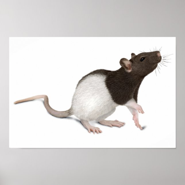 Póster Pet Rat Painting (Frente)