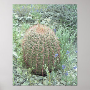 Póster Petais cor-de-rosa picante Cactus Desert Art Poste