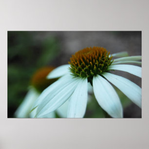 Póster Pétalas brancas, Flor (poster impressão)