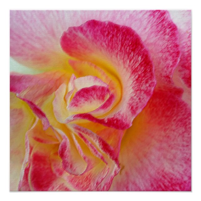 Póster pétalas cor-de-rosa amarelas (Frente)