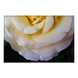 Póster Pétalas cor-de-rosa amarelas
