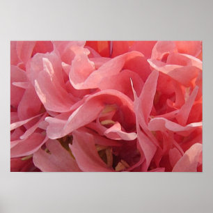 Póster Pétalas cor-de-rosa da papoila