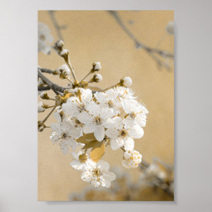 Poster Pétalas de Blossomas de Cereja de Primavera da Pro