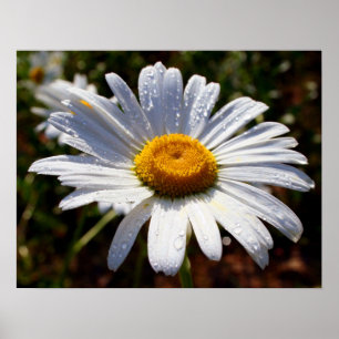 Póster Pétalas De Branco