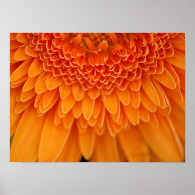 Poster Pétalas de Flor (Frente)