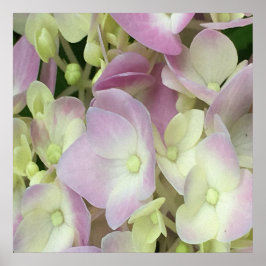 Poster Pétalas de Hydrangea, Cor-de-Rosa, Branca Antiquad