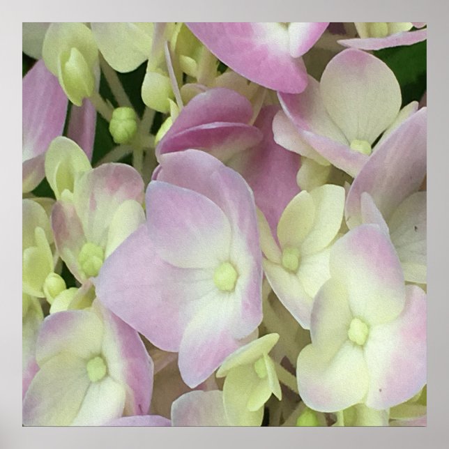 Poster Pétalas de Hydrangea, Cor-de-Rosa, Branca Antiquad (Frente)
