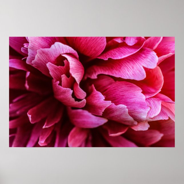 Poster Pétalas de Peônia Rosa em Cartaz (Frente)