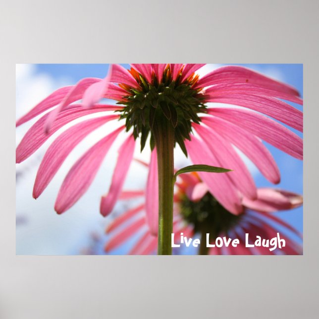 Póster Pétalas de Rosa (Frente)