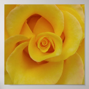 Póster Pétalas de Rosa Amarela Romântica
