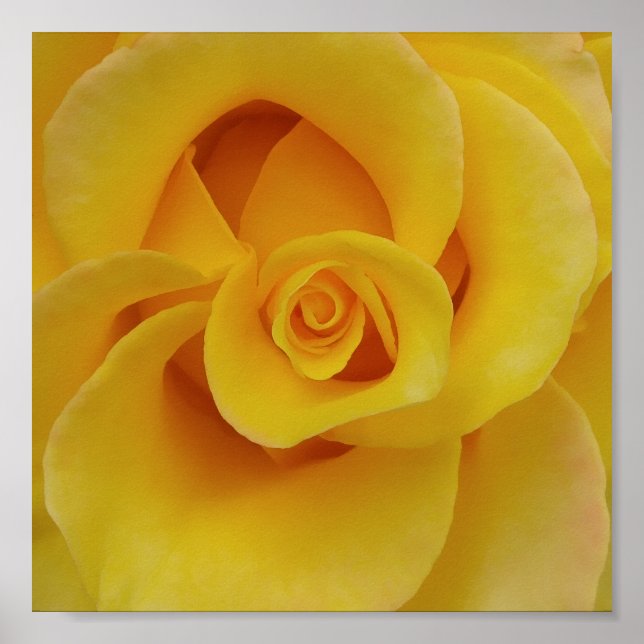 Póster Pétalas de Rosa Amarela Romântica (Frente)