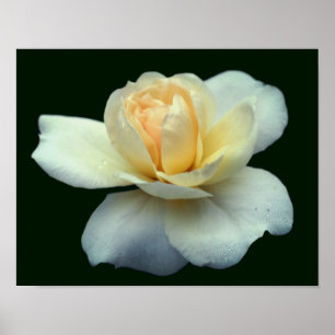 Poster Pétalas De Rosa Amarelas Pálidas Com Gotas Dourada