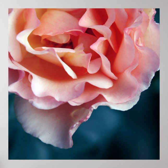 Poster Pétalas de Rosa Rosa Delicada Macro Abstrato (Frente)