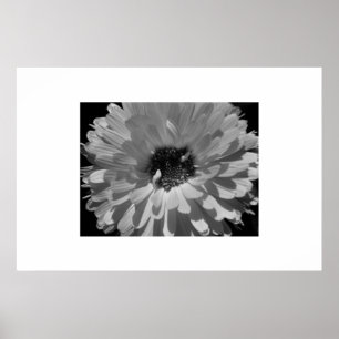 Póster Pétalas em preto e branco