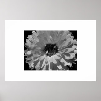 Póster Pétalas em preto e branco