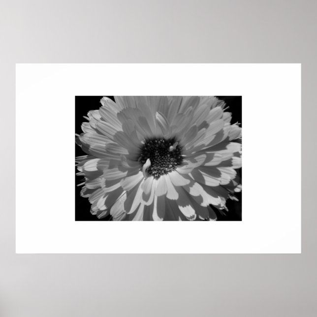 Póster Pétalas em preto e branco (Frente)