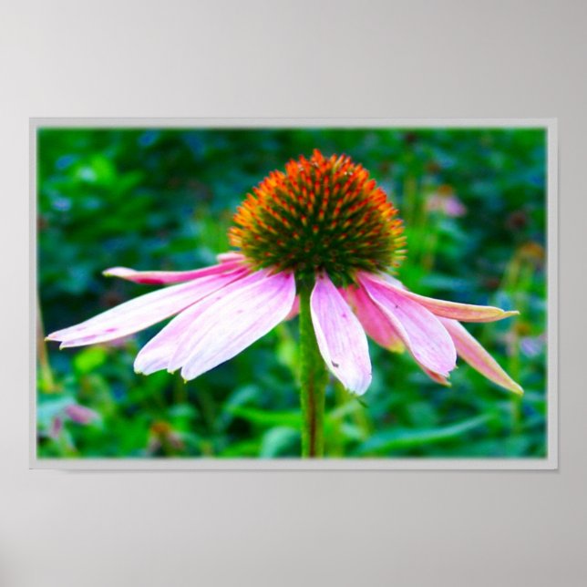 Póster Pétalas Rosa (Frente)