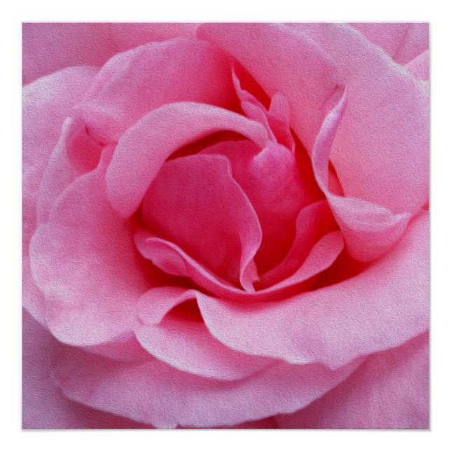 Póster Pétalas rosa rosa cor-de-rosa (Frente)