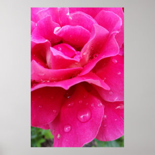 Póster pétalas rosa rosa rosa
