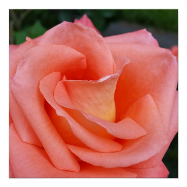 Póster pétalas rosa rosa rosa rosa (Frente)