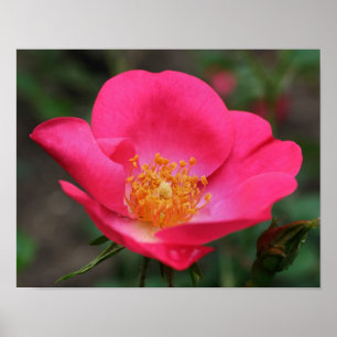 Poster Pétalas Rosa Rosa Vivas
