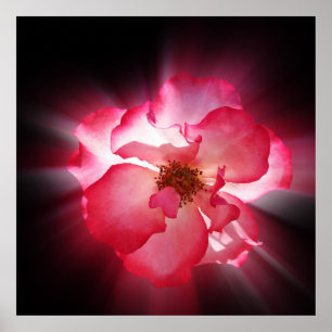 Póster pétalas vermelhas claras