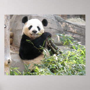 Póster Petisco da panda