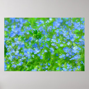 PÓSTER PETITES FLEURS BLEUES