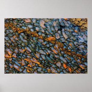 Poster Petrified Dinosaur Bone